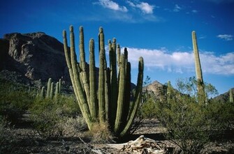 Cactus Wallpaper HD Full Desktop Background