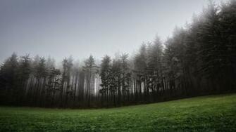 HD Pine Forest Wallpaper And Photos Nature