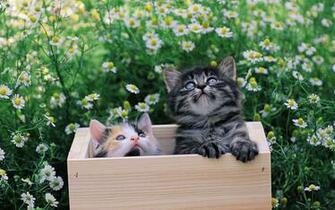 Kittens In A Box Wallpaper