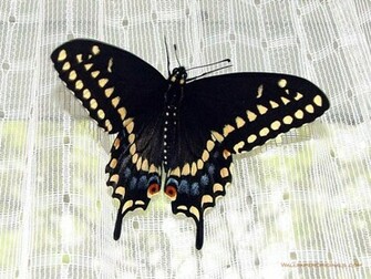 Funny Image Collection Pink Butterfly Black Glitter