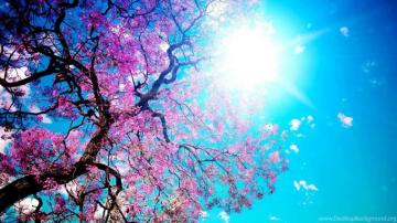 Sunshine Good Mood Wallpaper Green Background Pictures And
