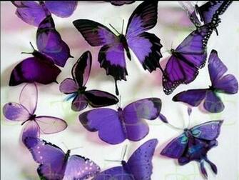 Butterflies Image Purple HD Wallpaper And Background