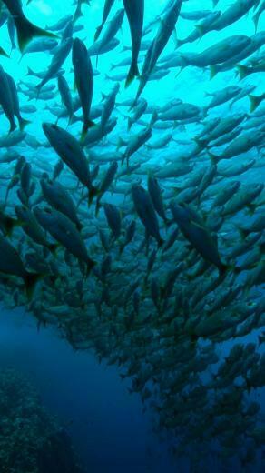 Wallpaper Costa Rica Playa Flamingo Diving Tourism Travel