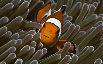 Beautiful Clown Fish And Anemone Pictures HD Wallpaper Animals