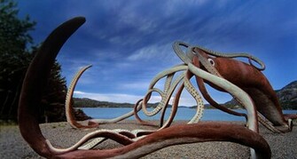 Giant Squid Monument At Glover S Harbour