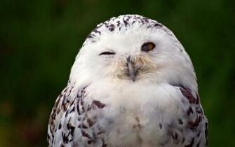 Snowy Owl Computer Wallpaper Desktop Background