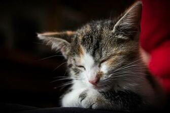 Cat High Quality And Resolution Wallpaper On Wallbasehq