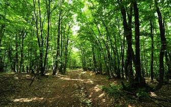 Forest Background Wallpaper