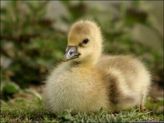 Desktop Wallpaper Animals Background Goose Desktopdress