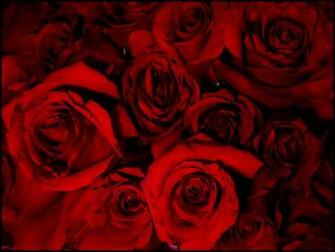 Blood Rose HD Walls Find Wallpaper