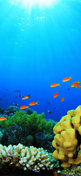 Fish Aquarium Desktop iPhone Wallpaper