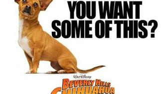 Chihuahua HD Wallpaper Hq Desktop HD4desktop