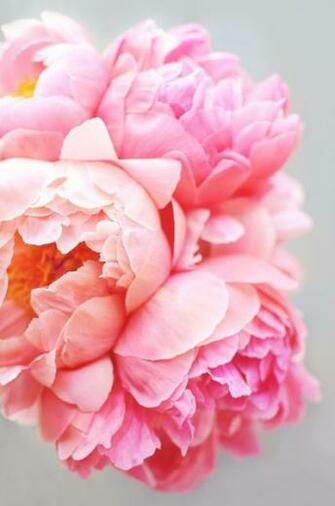 Peonies Pink Wallpaper Background Bloom