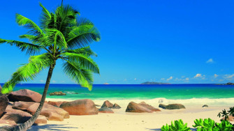 Ocean Palm Tree Wallpaper On