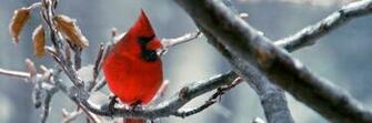 HD Wallpaper Winter Birds Desktop