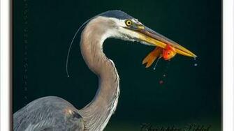 Great Blue Heron Photos Wallpaper The Fun Bank