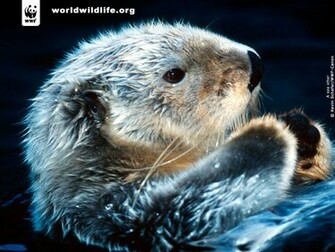 Sea Otter