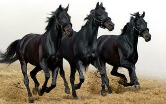 Cute Black Horse Wallpaper