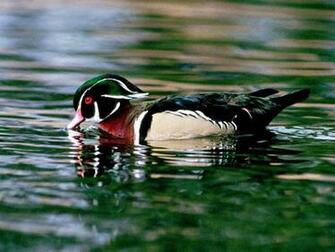 Gadwall Wallpaper Background