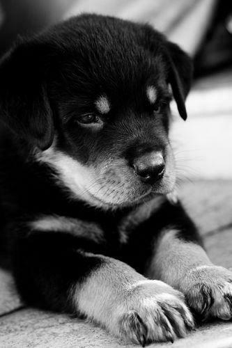 Kindle Dx Animals Dogs Rottweiler Puppy Screensaver