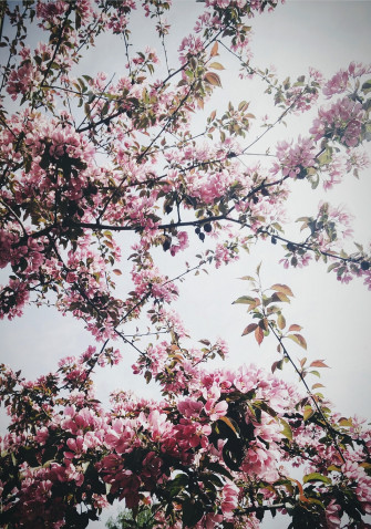 Apple Tree 4k Phone HD Wallpaper