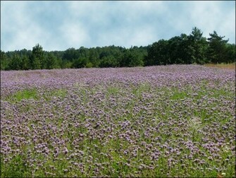 Wallpaper Field Of Flowers Background