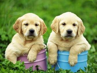 Two Cute Golden Retriever Puppies Photo And Wallpaper