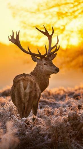 Deer Grass Sunset Nature Wallpaper For Nokia Lumia