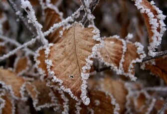Wallpaper Winter Frost Frosty Leaf Ze