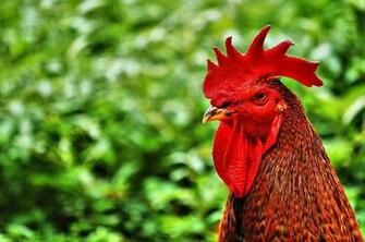 Chicken Rooster Wallpaper