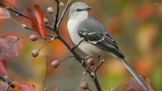 Mockingbird Wallpaper Animal