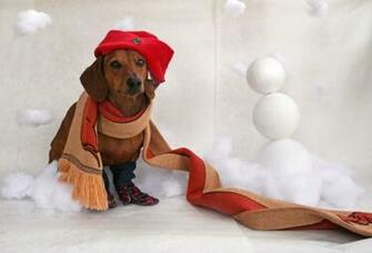 Christmas Dachshund Portrait Photo And Wallpaper Beautiful