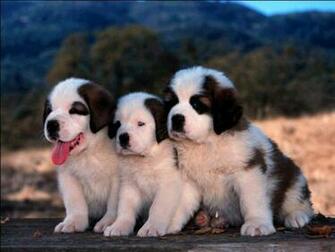 Cute Puppy Pictures Dogs Dog