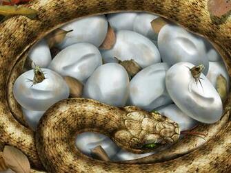 Snake Desktop Wallpaper On Latoro