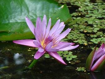 Lotus Flower Wallpaper For Your Computer