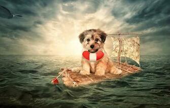 Wallpaper Sea The Situation Dog Seagull Puppy Raft