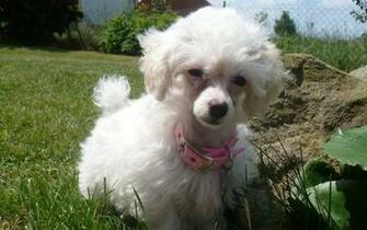 Wallpaper Poodle Pictures