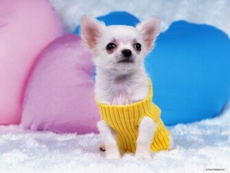 Gorgeous Chihuahua Chihuahuas Wallpaper