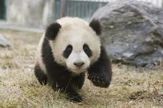 Visit Adorable Baby Cubs At China S New Panda Center Cond Nast