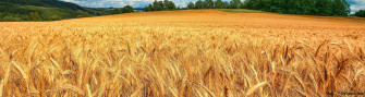 Wheat Field 4k Wallpaper