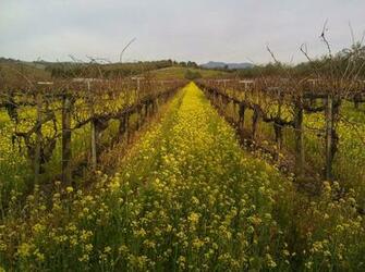Vineyard Road Desktop And Mobile Wallpaper Wallippo