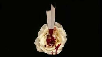 Blood On The White Rose Wallpaper And Image Pictures
