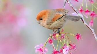 Trees Flowers Birds Wallpaper