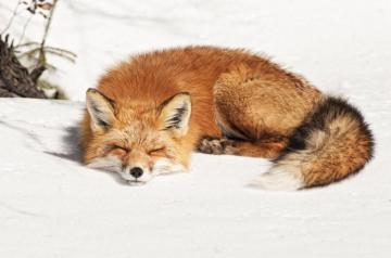 Sleeping Fox Live Wallpaper For Android Apk