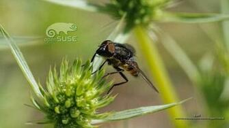 Wallpaper Relaci N Entre Insectos Y Flores Para Opensuse