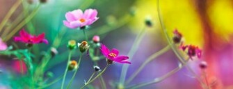 November By Stephen Comments Off On Cool HD Wallpaper Flowers