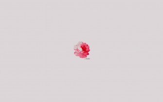 Get Creative And Log On With This Minimalist Flower Computer Wallpaper