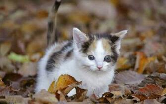 Pretty Animals White Cat 1080p Wallpaper Bwalles