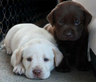 Dog Wallpaper Black And White Baby Dogs Songs By Lyrics