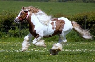 Horse Wallpaper Arabian Beautiful
